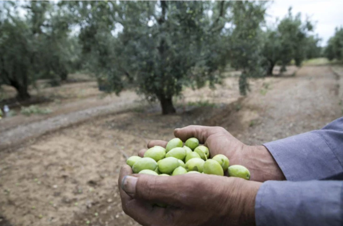 4 Τεχνολογικές καινοτομίες των Ιταλών στην παραγωγή και καλλιέργεια ελαιολάδου 